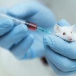 Picture of a white lab mouse with red eyes being held by a scientist wearing latex gloves. The mouse is being injected with a syringe containing red liquid, which is implied to be an opioid. Retrieved from The Scientist